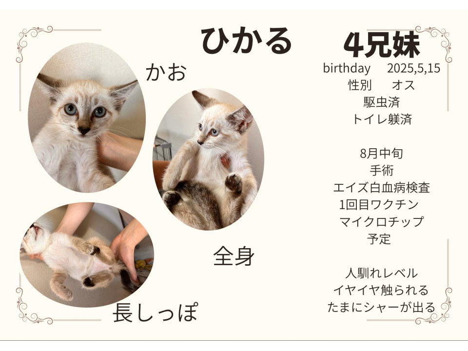 ︎︎ 美女シャム✨人馴れ良好?.*