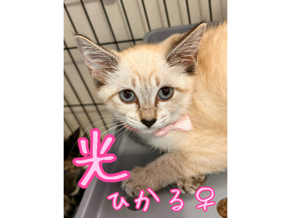 ︎︎ 美女シャム✨人大好きゴロゴ止♬.*