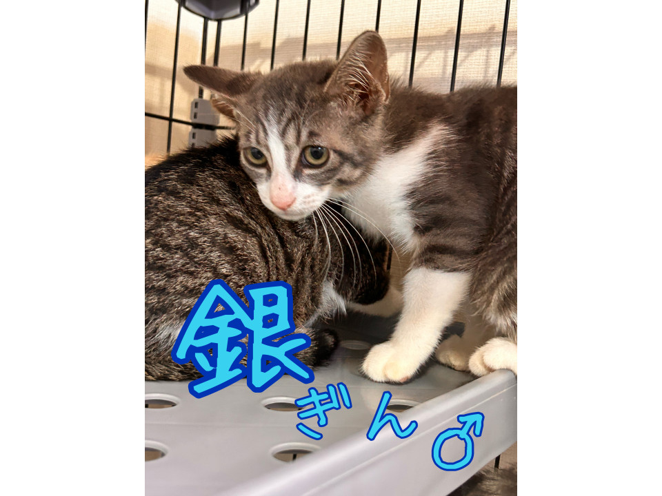 キレイなグレー✨シャイサバ白♡