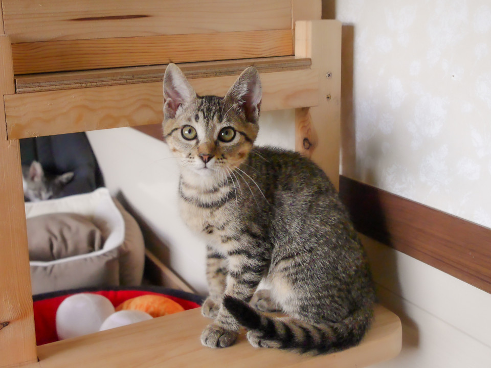 ちょっと怖がりさんの控えめなトトちゃん