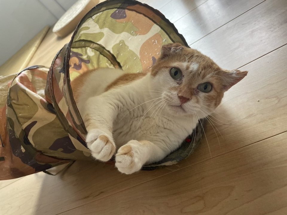 ぷくぷく可愛い ユメくん