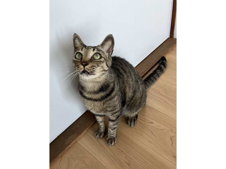 上目使いが　可愛いポアくん