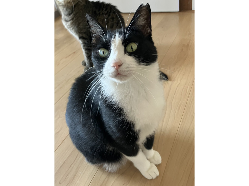 かわいい　ハチワレ　クリちゃん