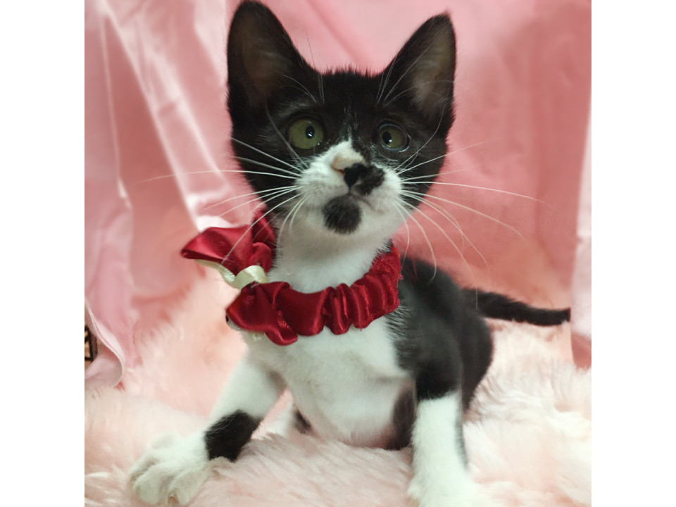 人が好き!なれなれ甘えん坊の子猫 5ヶ月