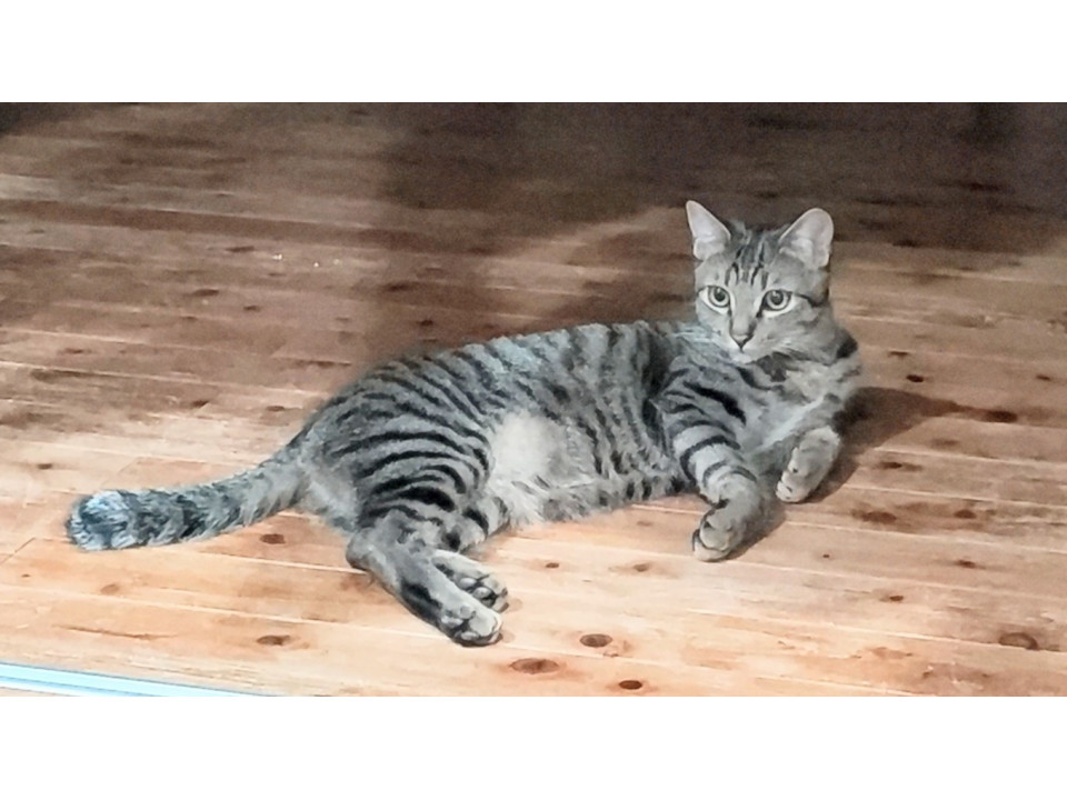 おしゃべりさん遊び盛り