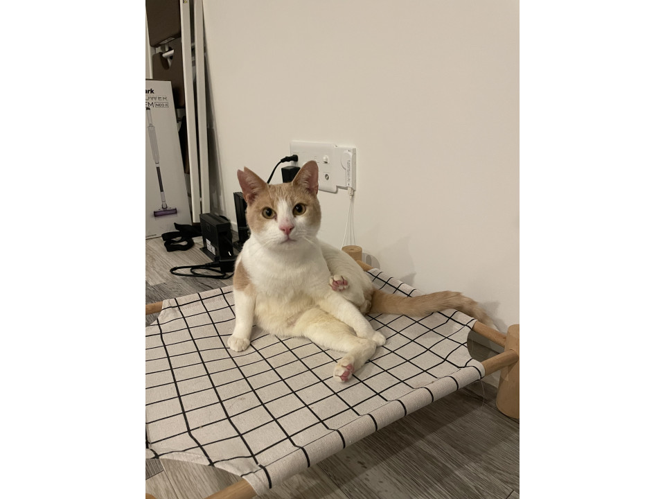 犬オッケーおもしろニャンコ(≧∀≦)