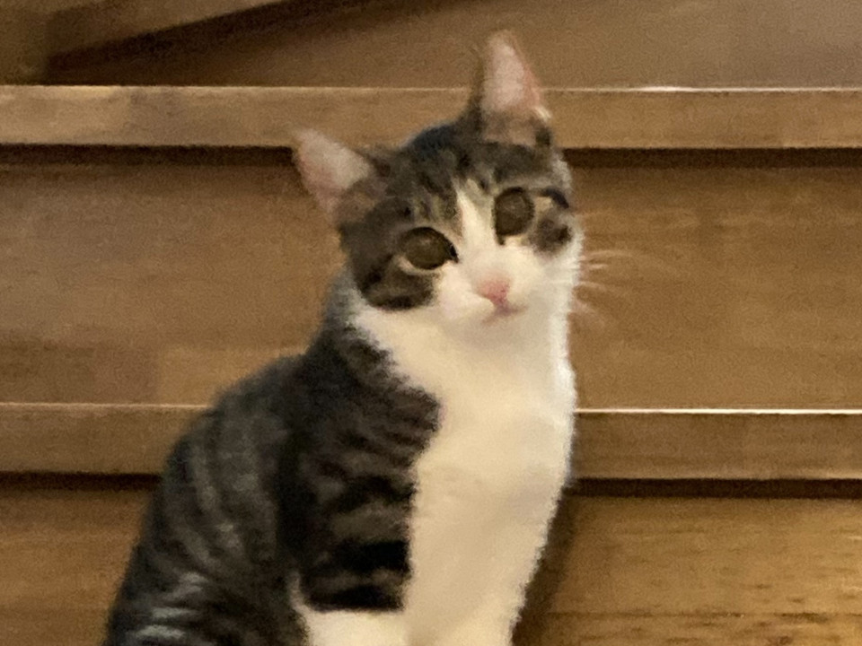 目が顔の半分くらいクリクリ愛らしい慎重派