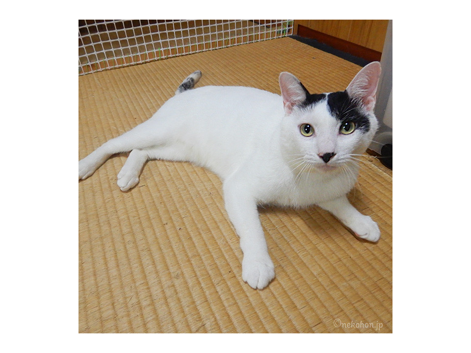 絵から抜け出たようなきれいな子