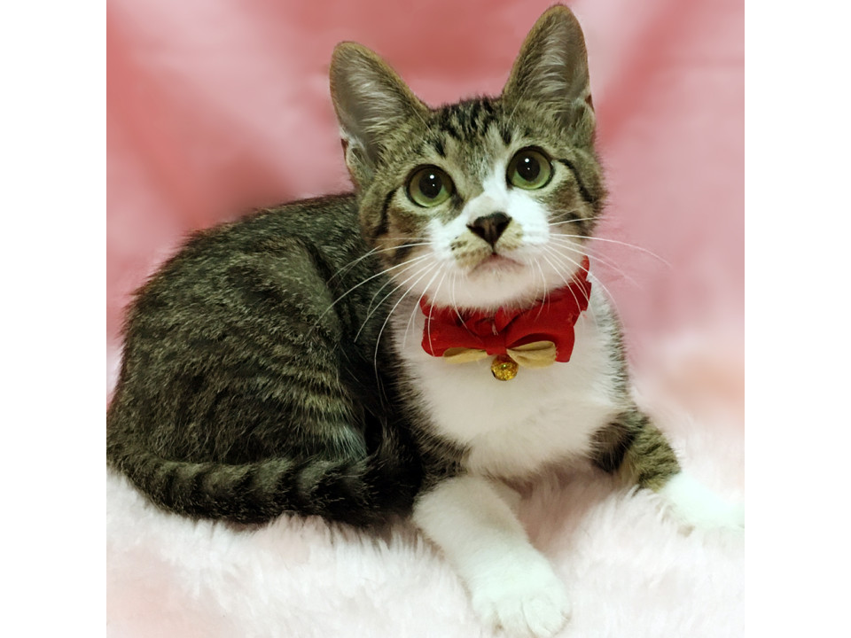 黒いお鼻が可愛い！ぬいぐるみ顔 ５ヶ月