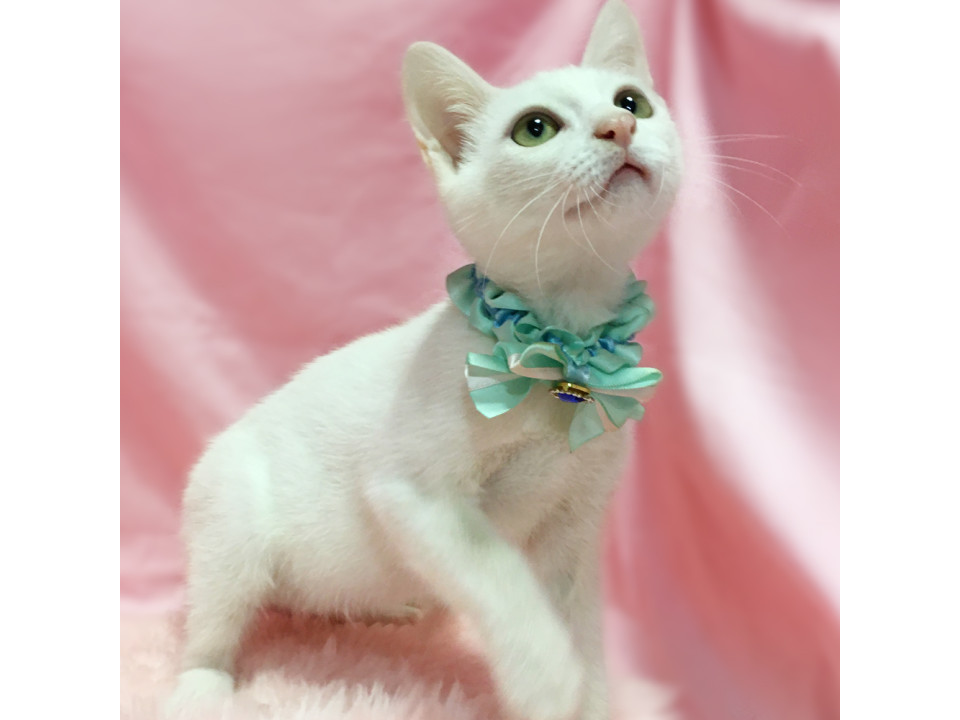 おっとり控えめ!純白の美猫 4ヶ月
