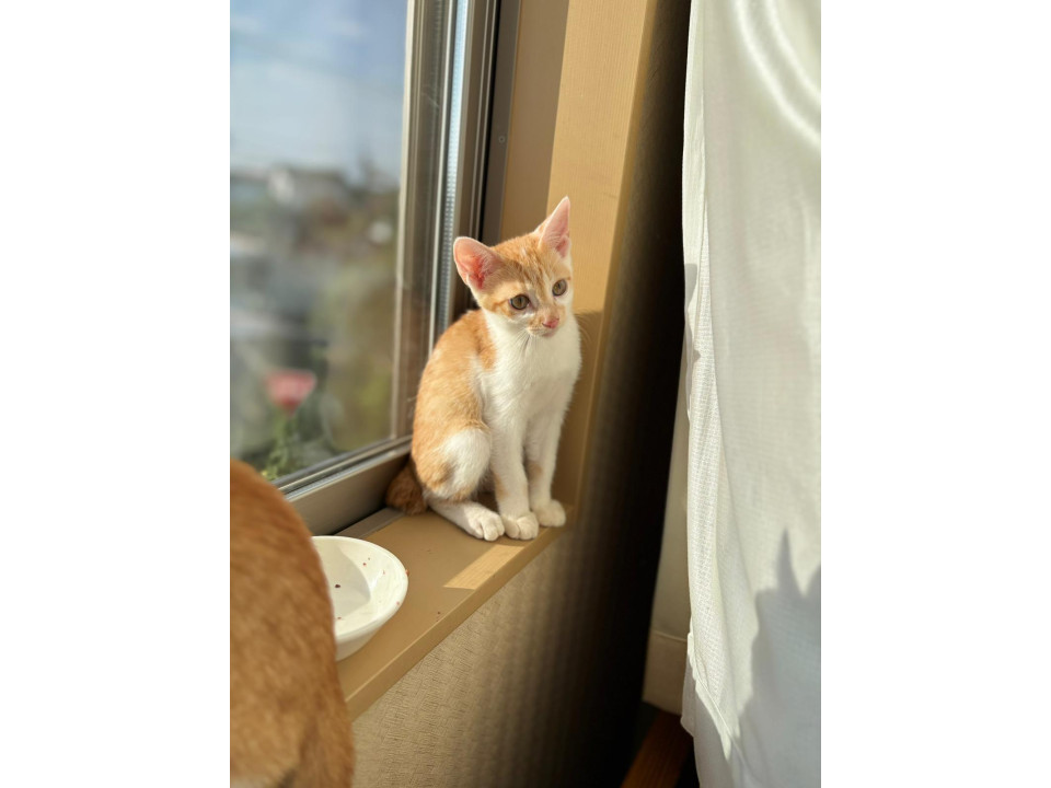 仔猫のラッキー