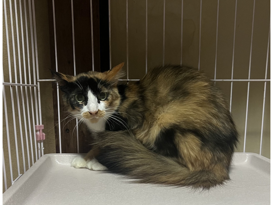 とっても優しい美猫さん