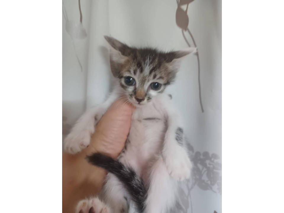 キジシロちゃん?サバシロちゃん?