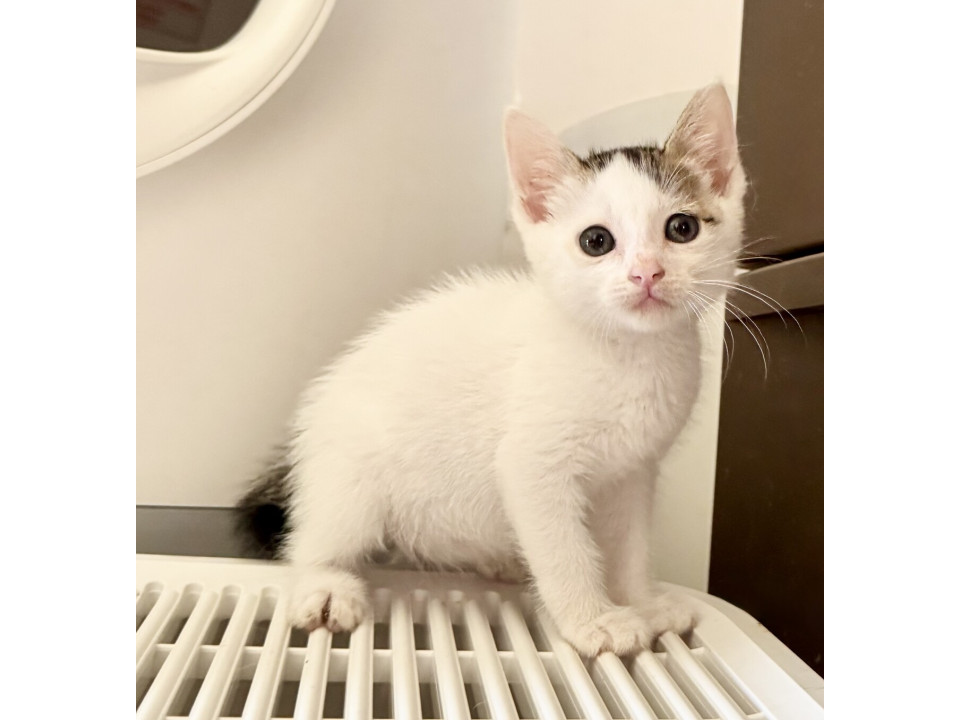 アイラインの可愛いおっとりパンちゃん