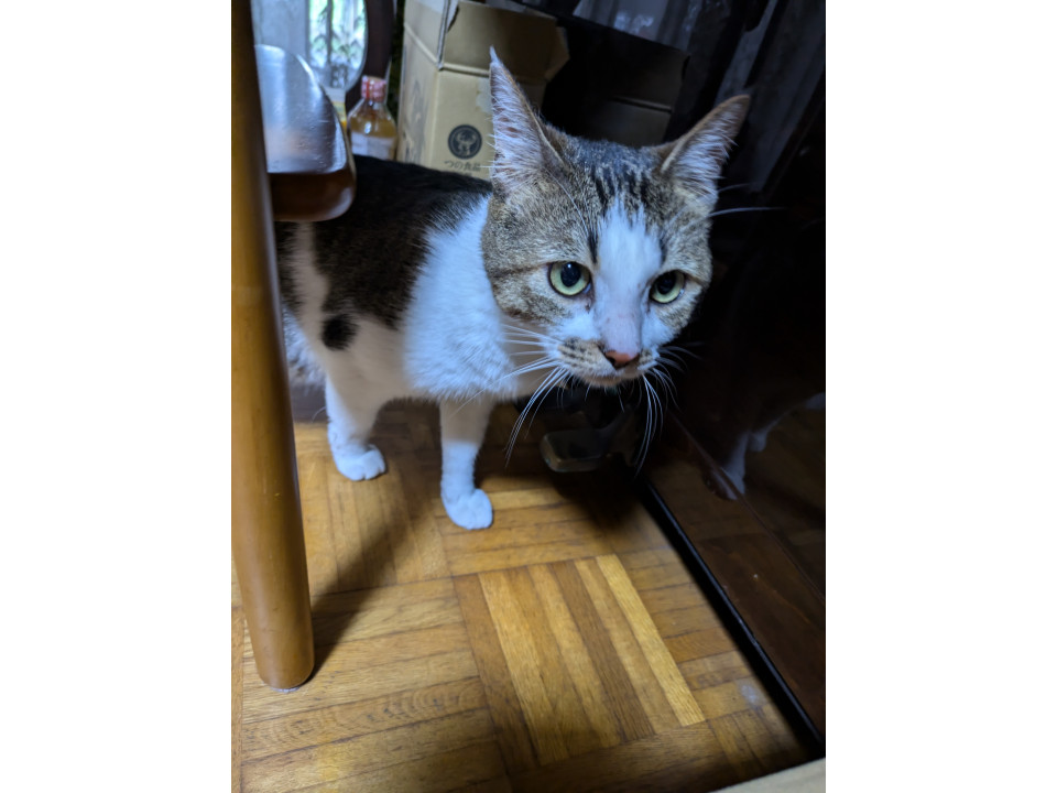 猫初心者さんでも◎、良い子です!