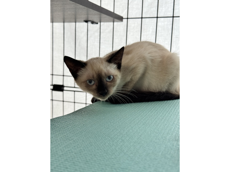 ちょっと怖がり ★ ぜんざいちゃん