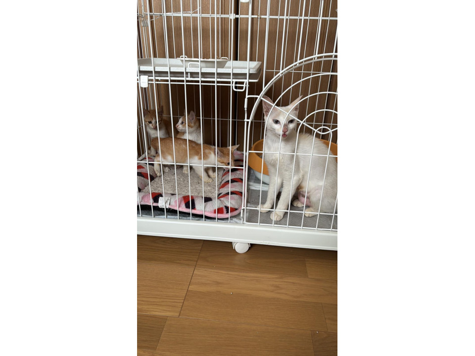 ブルーの目の母猫ふうちゃん