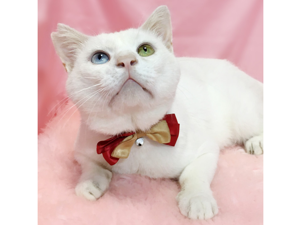 オッドアイ!犬みたいに人懐っこい男の子