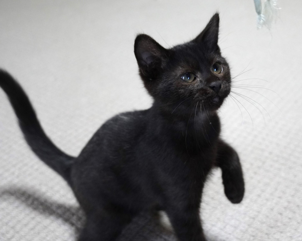 しなやかなシルエット猫くん