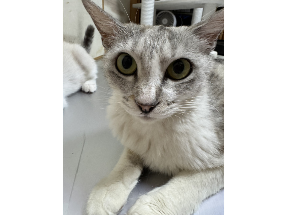 穏やかで賢いママ猫さんです