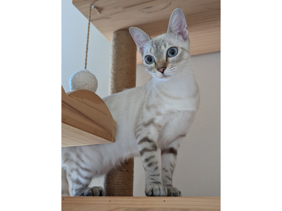 多頭飼育から救出!シャムミックス美猫