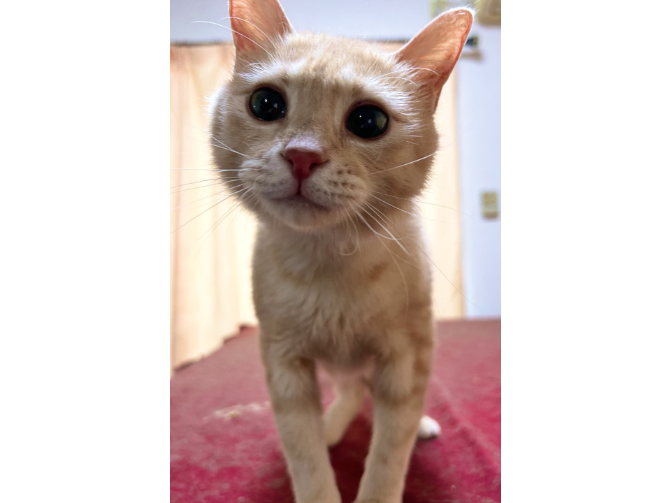 甘えん坊の美人猫ちゃん 茶トラ