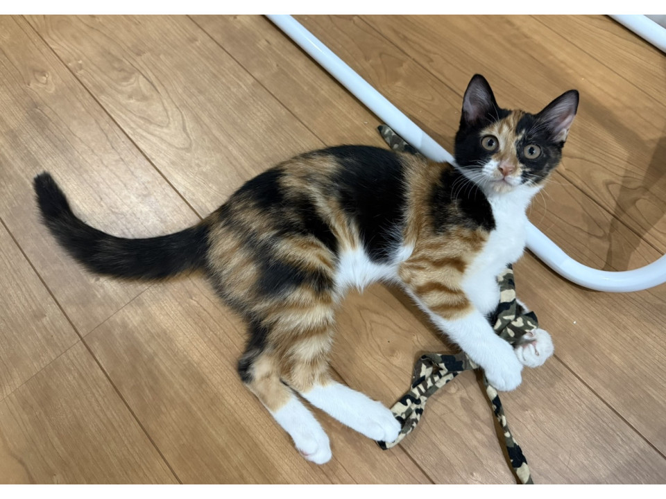 人なれしてます!かわいい三毛猫マヤちゃん