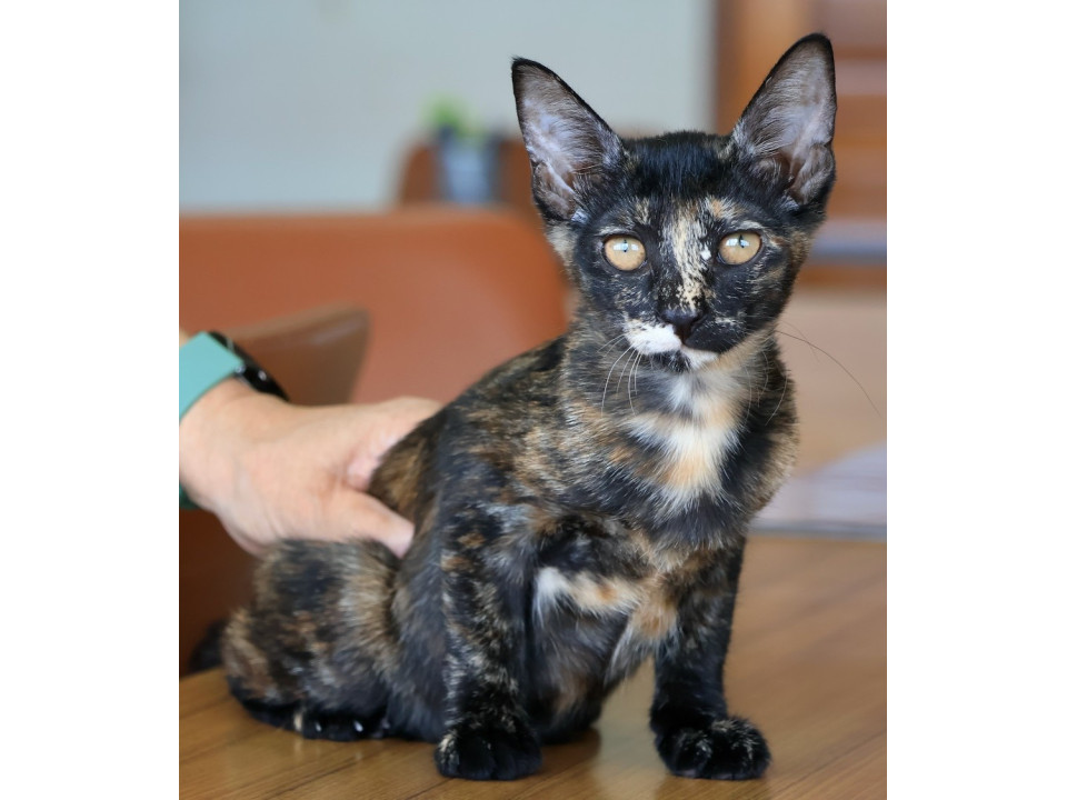 賢いサビ猫ちゃん。人なれ抜群!