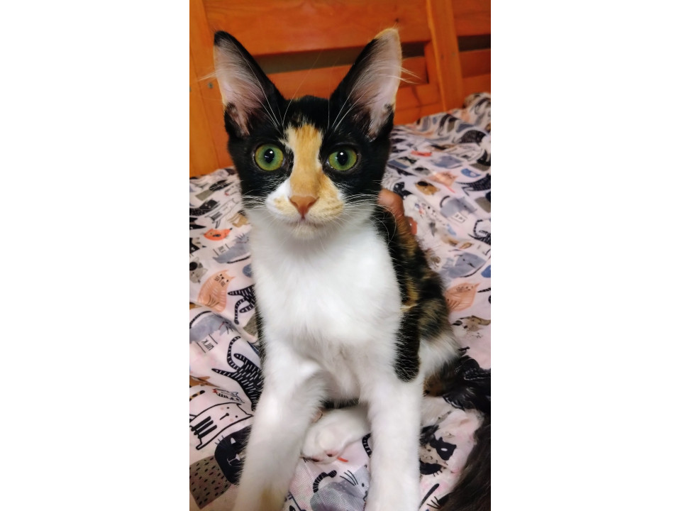 人なれ抜群なミケ猫みーや。少し長毛。