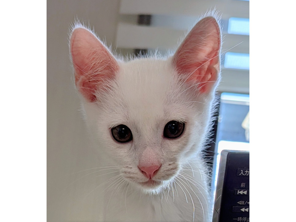 人馴れバツグンの男の子