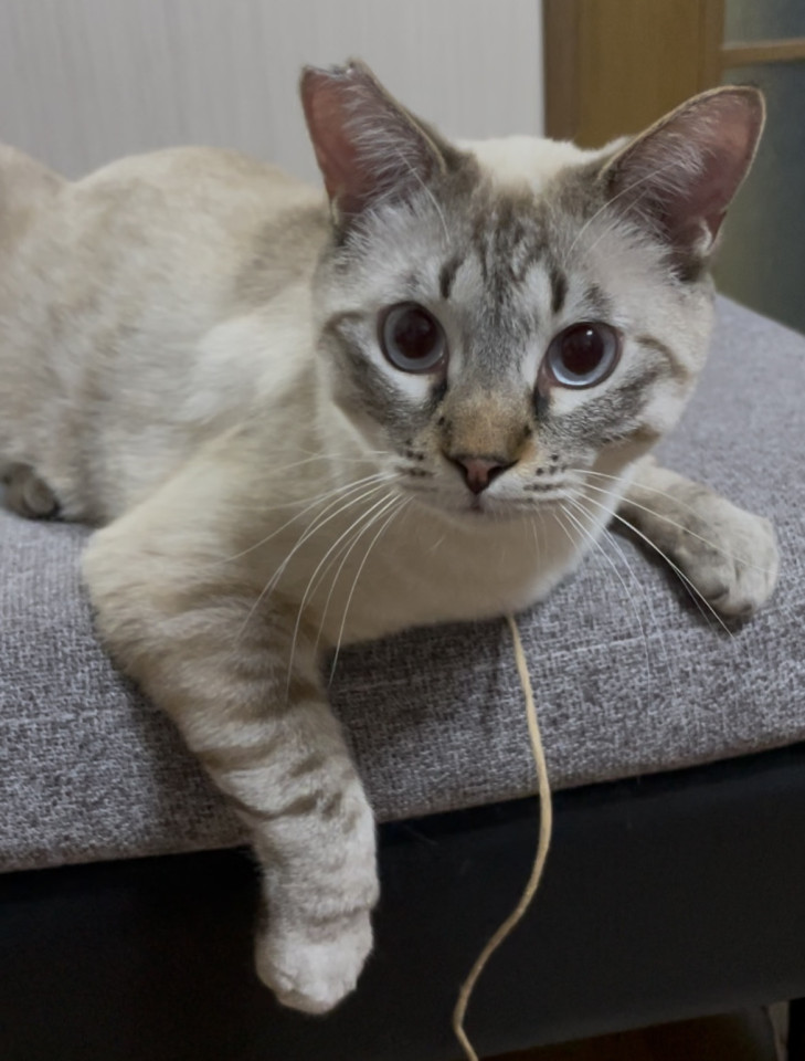 元気いっぱいあおくん(お話中)