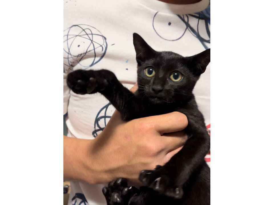 弟タイプの黒猫の男の子