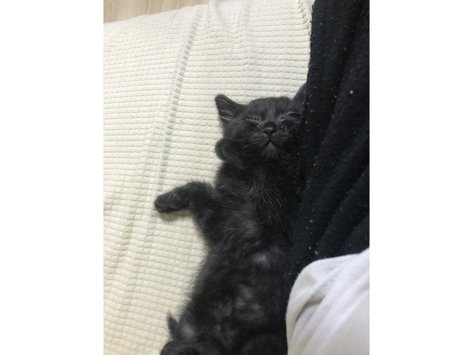 黒猫の兄弟