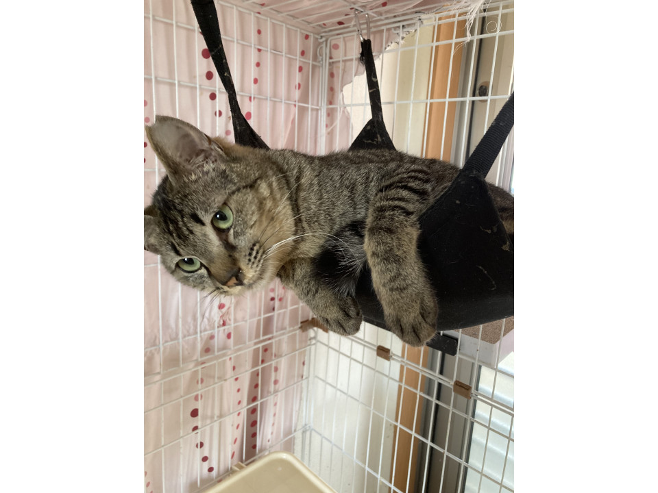 キジトラさくらねこ女の子