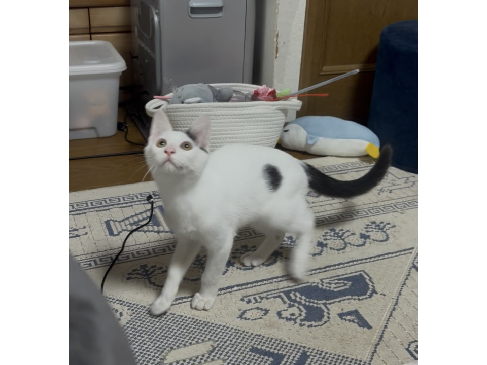 譲渡会参加❤️可愛い男の子です