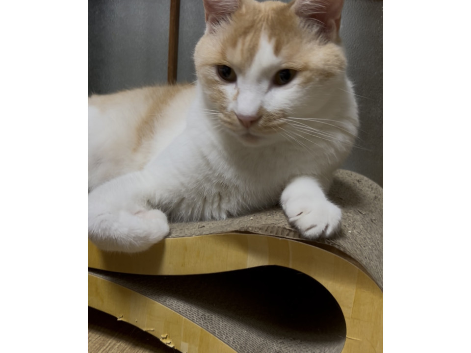 カフェオレの様な、色模様。