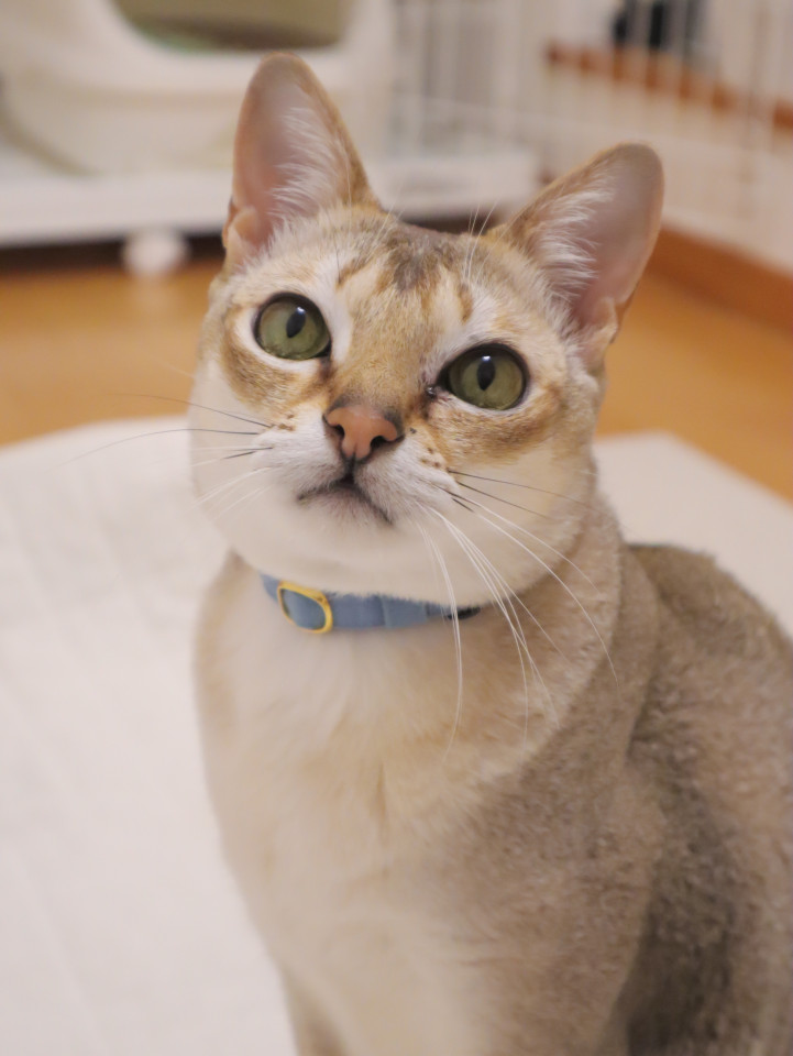 シンガプーラのトム♡ 家族募集中