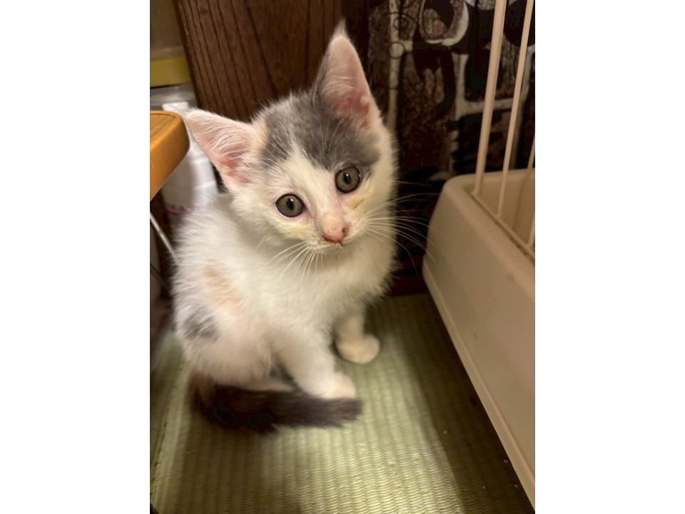 パステル三毛のまゆちゃん