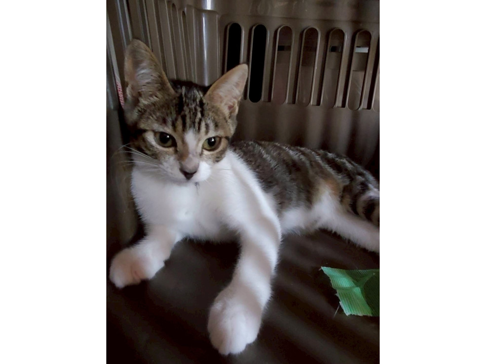 お目目ぱっちり?モモコちゃん