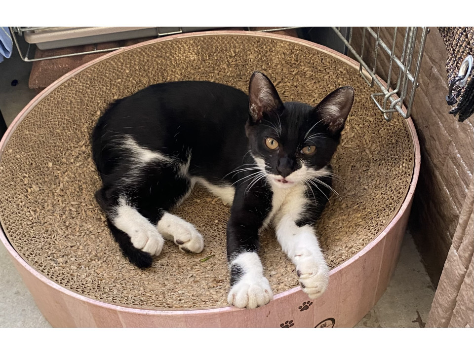 淋しがりやな男の子