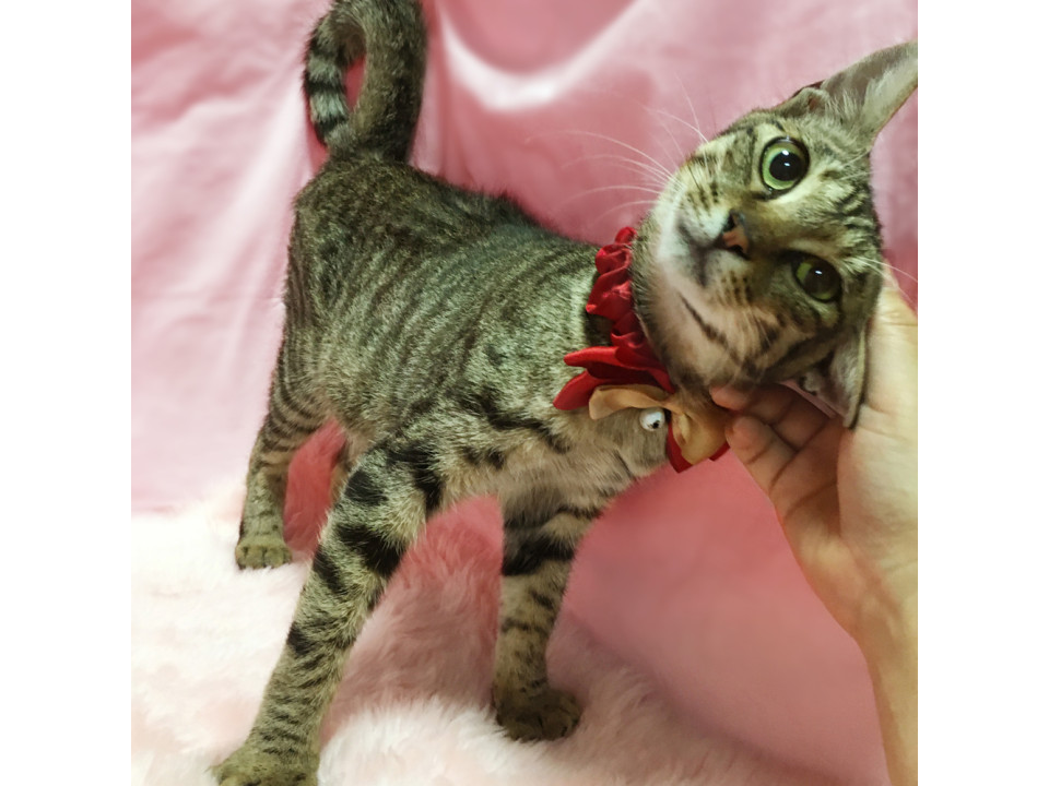 お留守番OK!初心者向きの子猫 6ヶ月