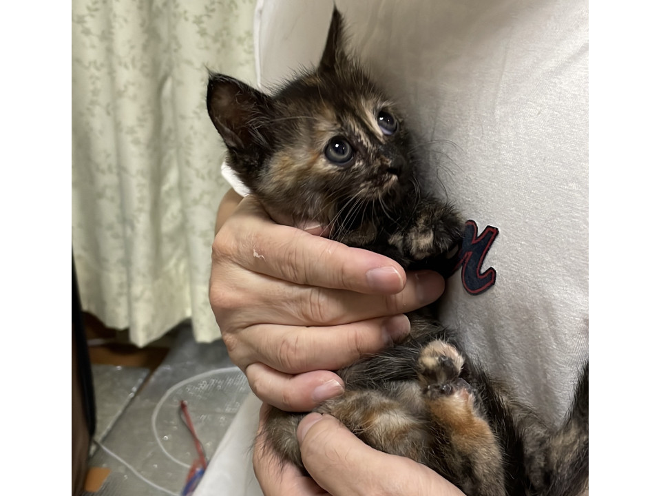 サビの可愛い子猫ちゃんの里親さん募集中❗