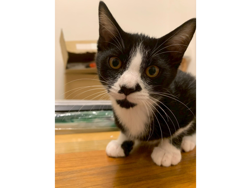 兄弟達と仲良し⭐︎くろくん