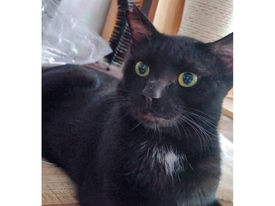 人が大好き黒猫君