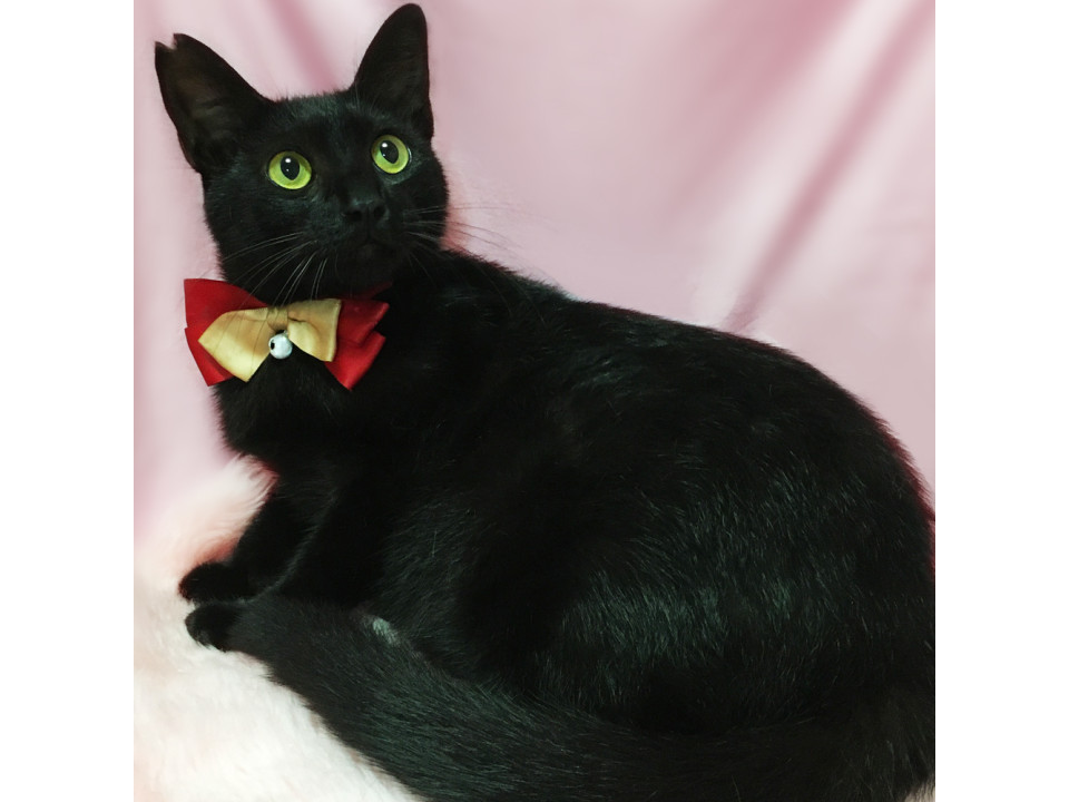 丸顔まんまるお目々の黒猫！ジジ似