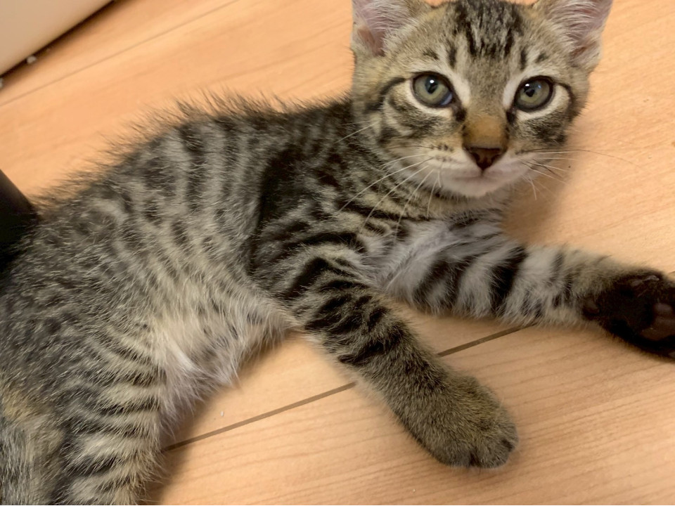 猫]千葉県千葉市中央区の里親募集 甘えん坊予備軍の太郎くん