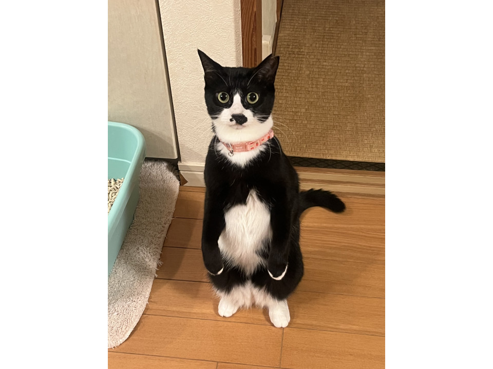 白足袋を履いたまんまるお目目の女の子
