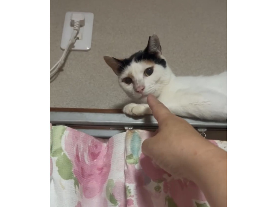 ユニークな髪型のゴロスリな女の子