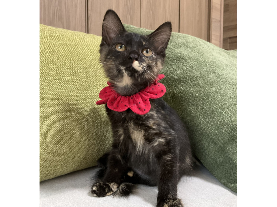 猫]千葉県野田市の里親募集 賢く美しい黒サビのチェリーちゃんです♡