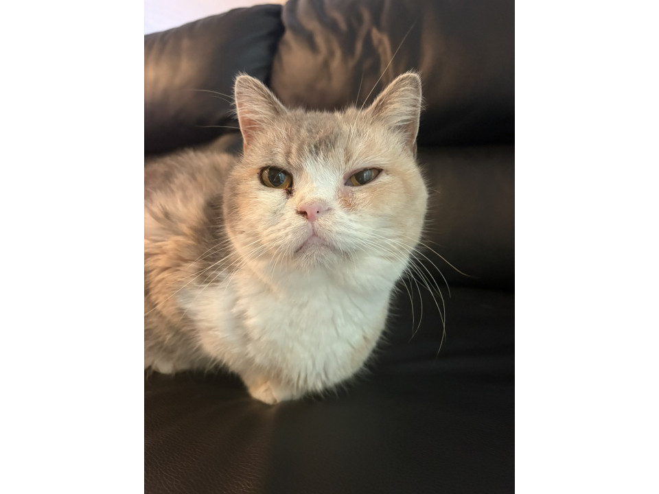 足長ミヌエット